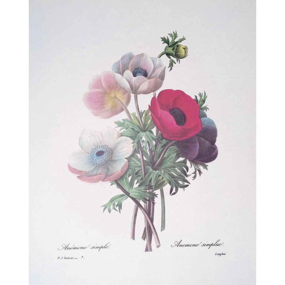 Redoute Anemone Simplex Botanical Flower Print Pink Red Floral Vintage Wall Art